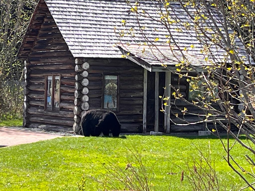 a bear that is walking in front of a house