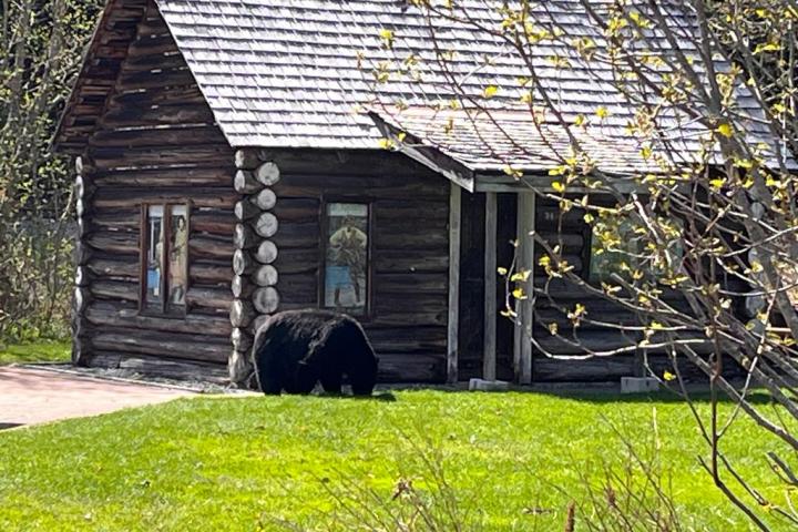 a bear that is walking in front of a house
