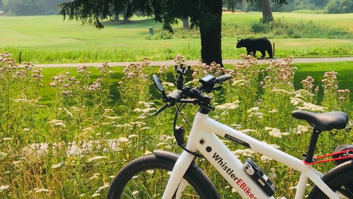 bike and bear on field