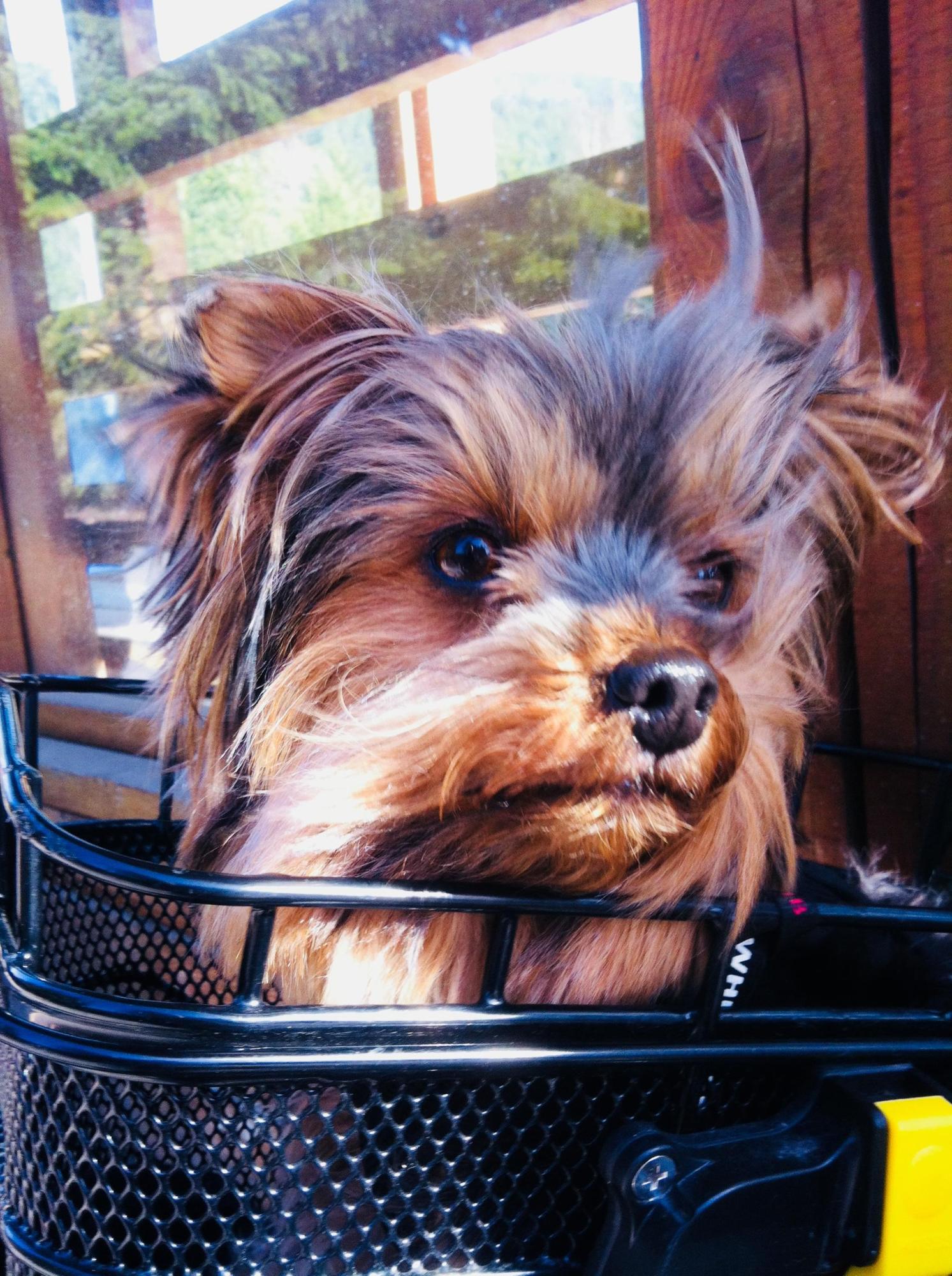 dog in basket