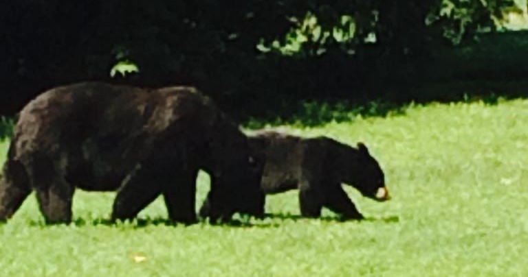 two bears in field