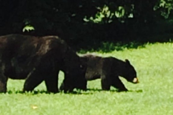 two bears in field