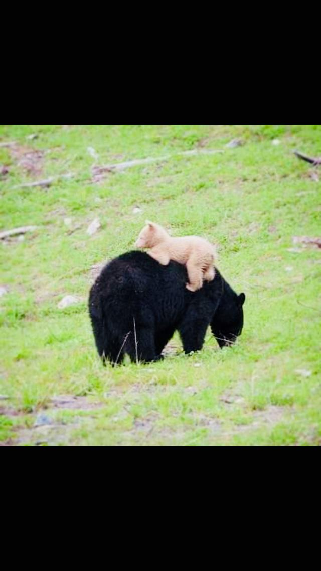 two bears