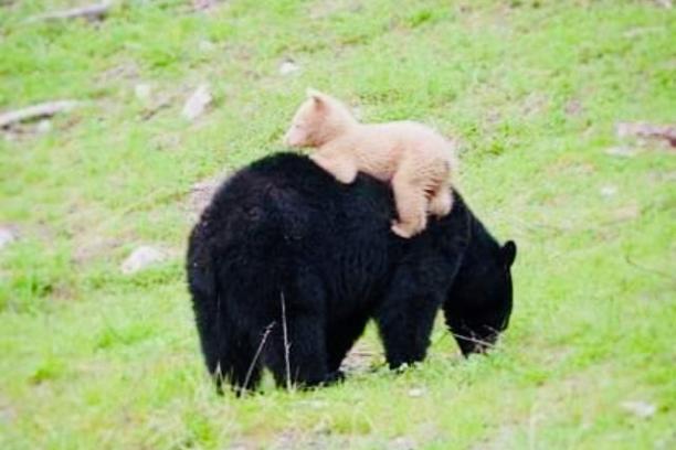 two bears