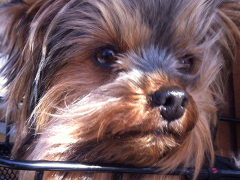 face of a dog